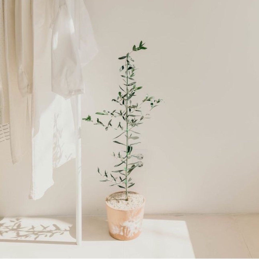 Meet your Posher, Ella